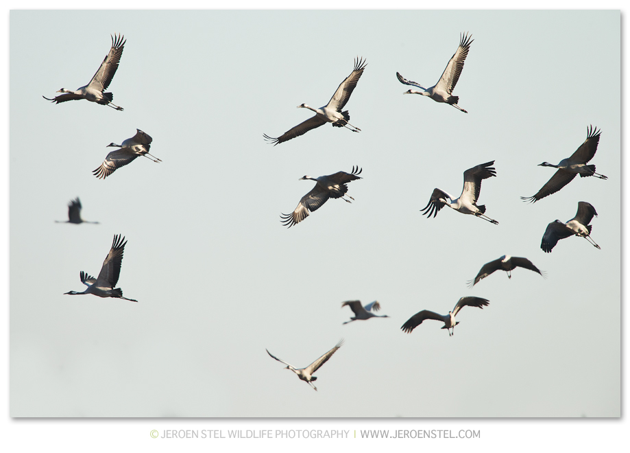 Kraanvogel-DH_75I4583