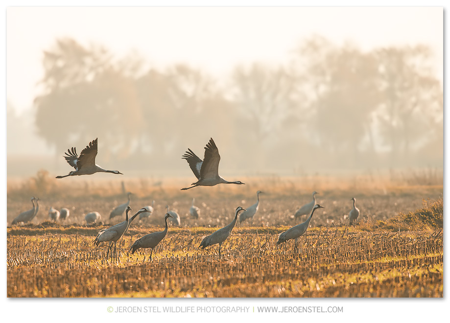 Kraanvogel-DH_75I4685