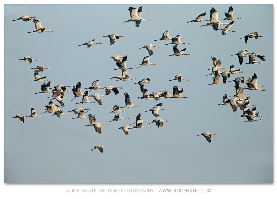 Kraanvogel-DH_75I4806