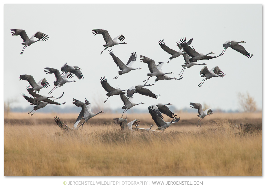 Kraanvogel-DH_75I6216