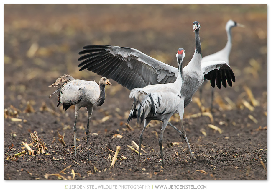 Kraanvogel-DH_75I9840