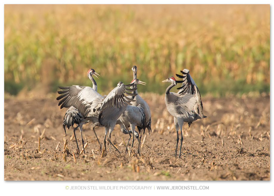 Kraanvogel-DH_V3Y4290