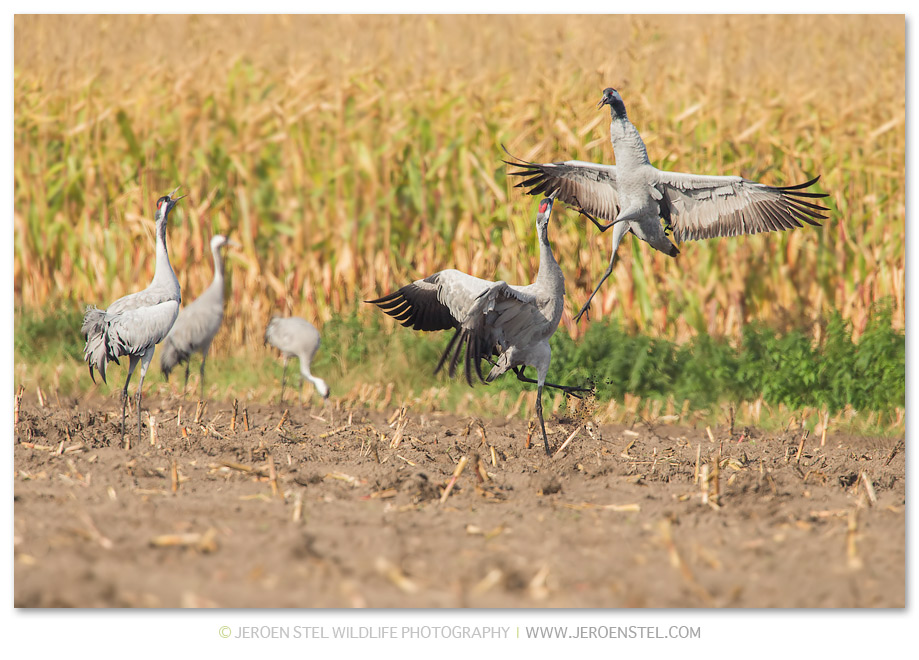 Kraanvogel-DH_V3Y4310