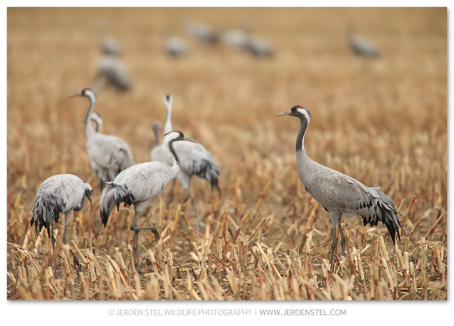 Kraanvogels-DH_75I3003