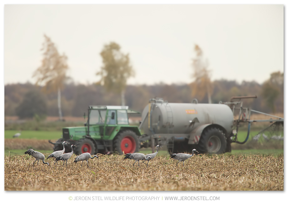 Kraanvogels-DH_75I3261