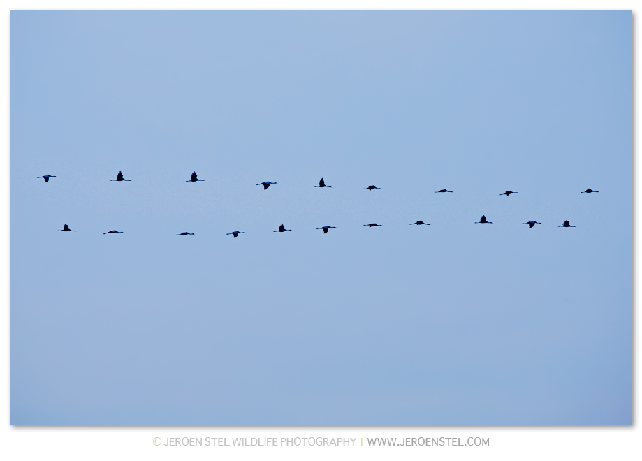 Kraanvogels-HG_K3B1206
