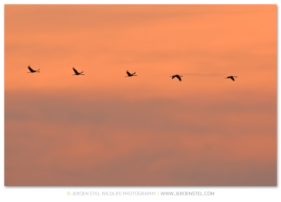 Kraanvogels-HG_K3B1233