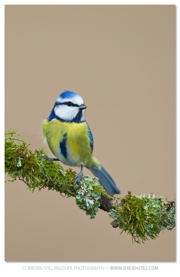 Pimpelmees-GD_30I7502