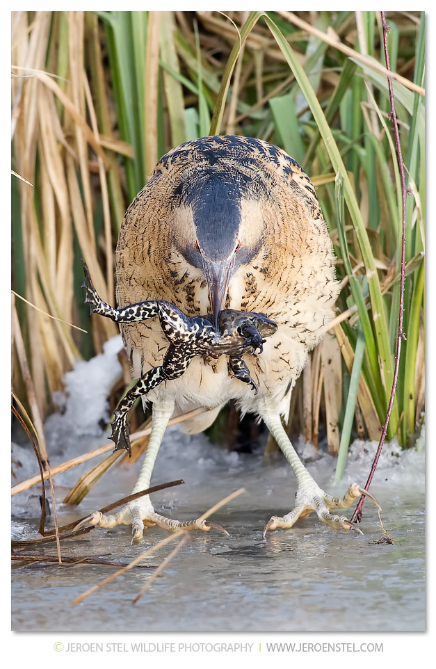 Roerdomp-KK-Serie-2-11