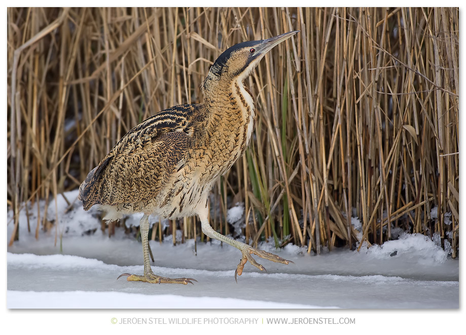 Roerdomp-KK-Serie-2-24