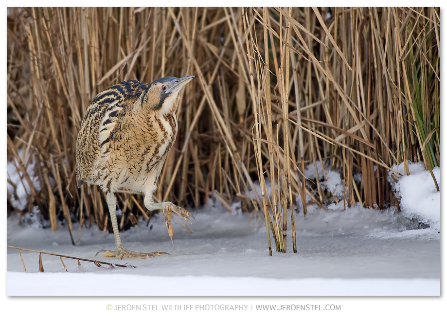 Roerdomp-KK-Serie-2-27