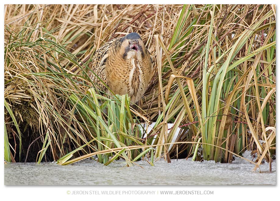 Roerdomp-KK-Serie-2-29