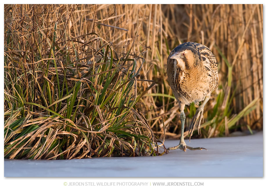 Roerdomp-KK-Serie-3-13