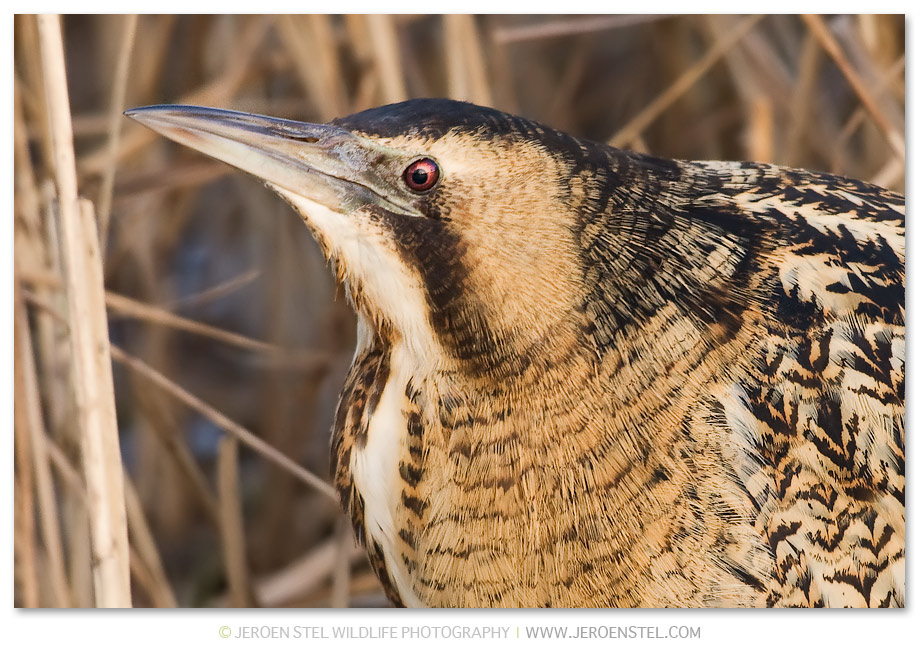 Roerdomp-KK-Serie-3-15