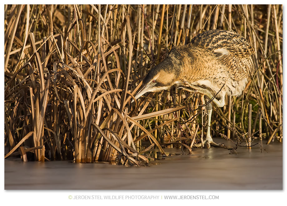 Roerdomp-KK-Serie-3-18
