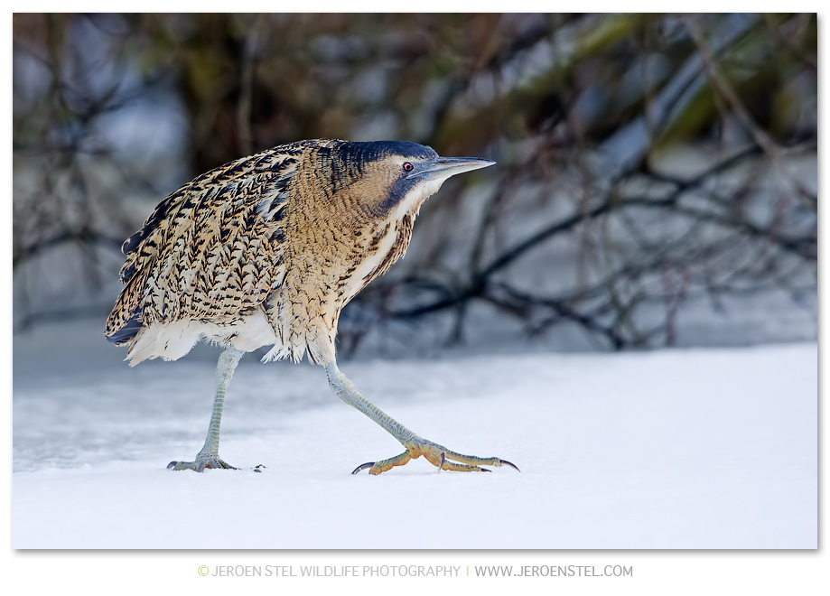 Roerdomp-KK-Serie-3-2