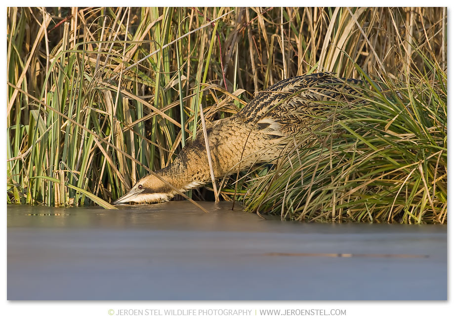 Roerdomp-KK-Serie-3-20