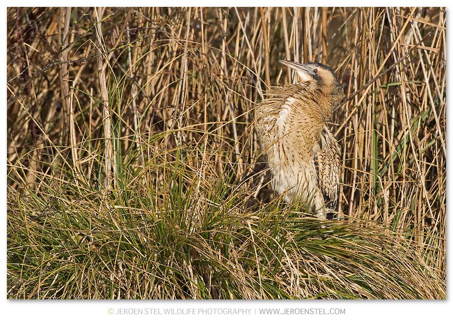 Roerdomp-KK-Serie-3-4