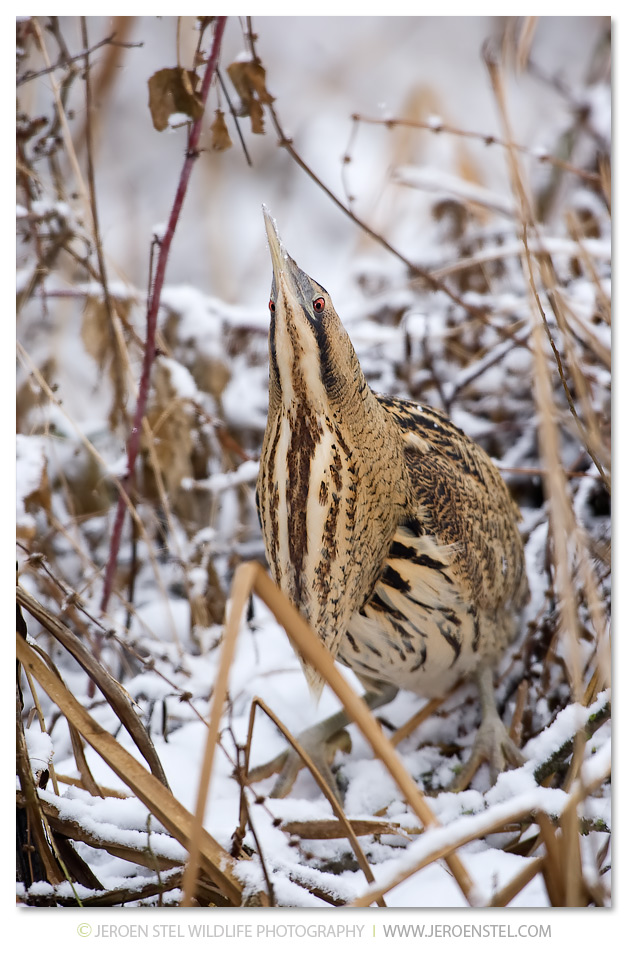 Roerdomp-KK-Serie-3-5