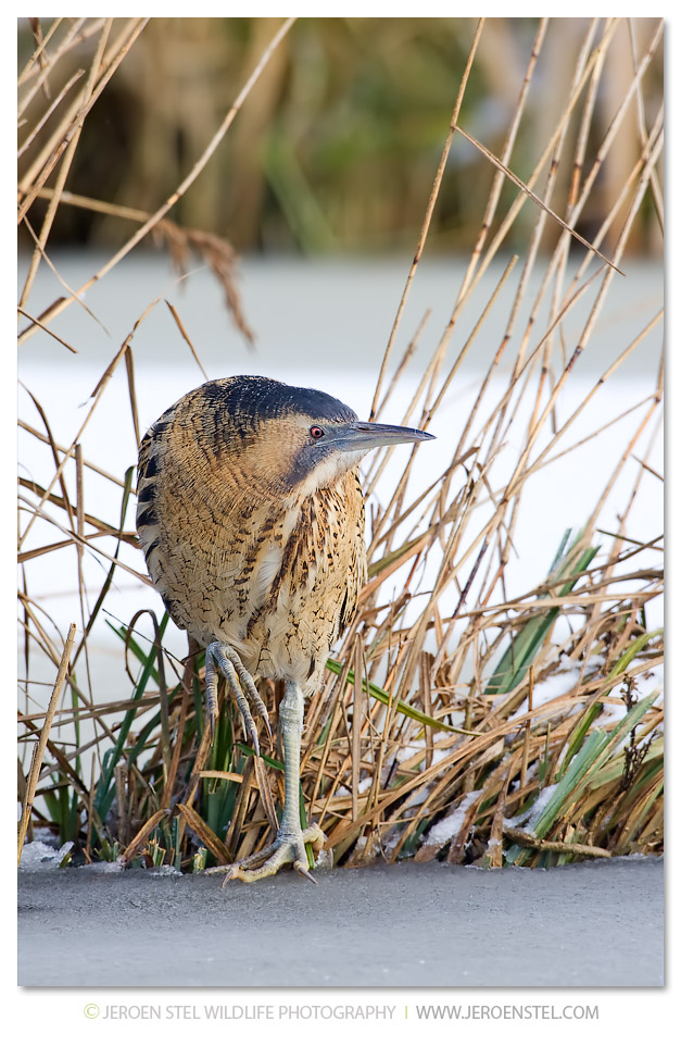 Roerdomp-KK-Serie-3-9