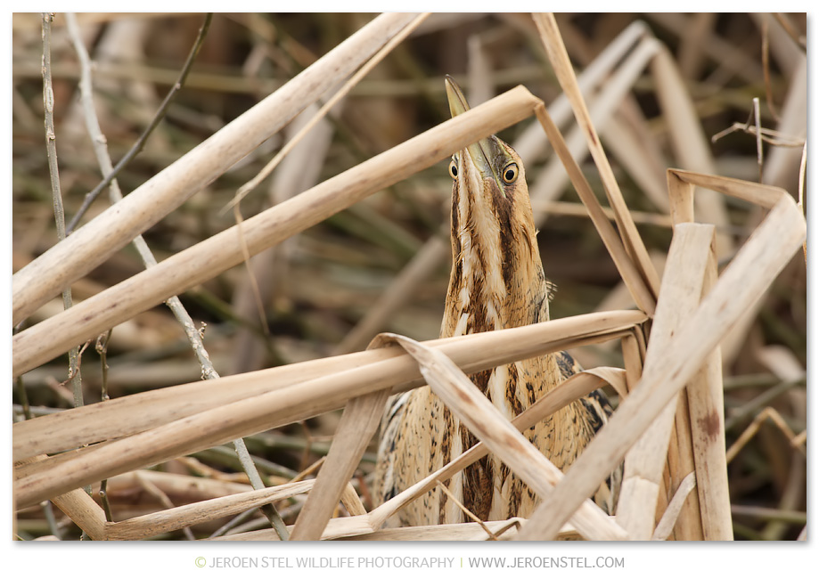 Roerdomp-SV-Serie-3-2