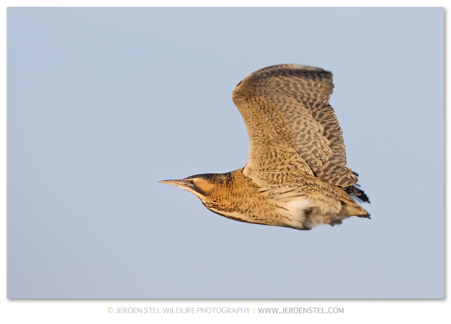 Roerdomp-in-vlucht-KK-2