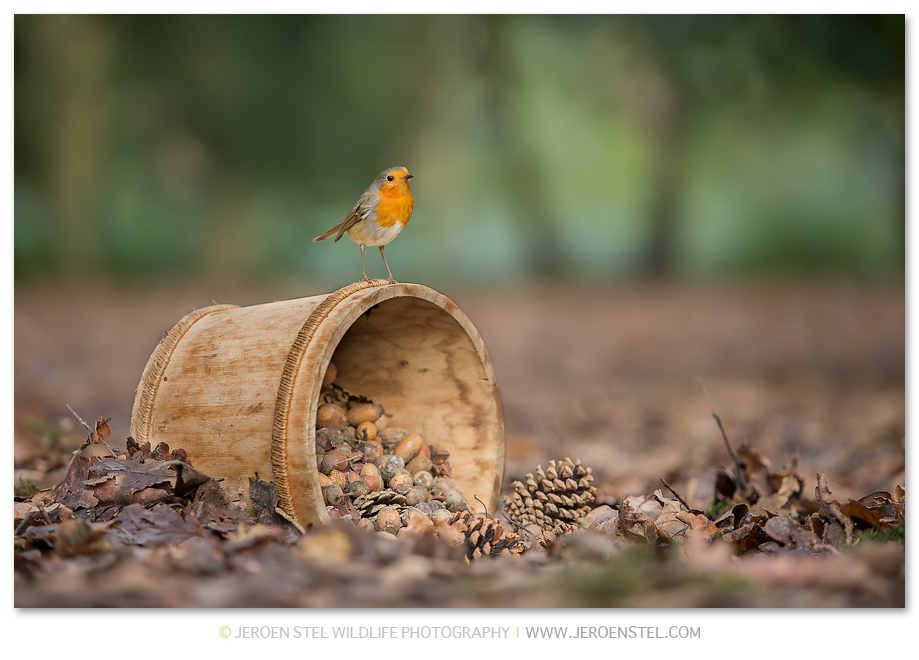 Roodborst-DM_JSL5618