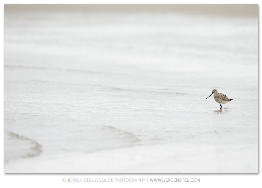 Rosse-Grutto-TX_V3Y3323