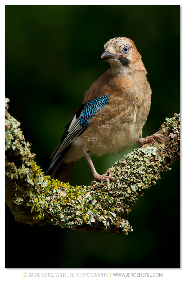 Vlaamse-Gaai-GD_30I2232