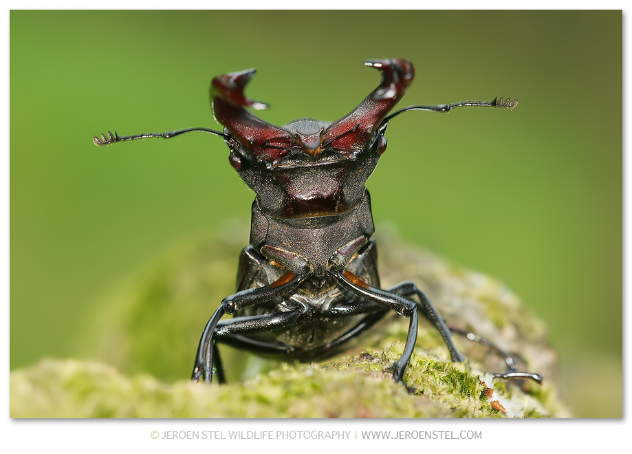 Vliegend-Hert-2-copy