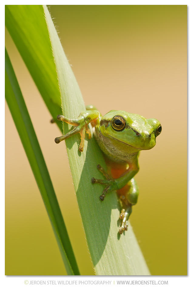 Jeroen Stel – Foto Workshops, Fotografie Workshops, Natuurfotoworkshop 