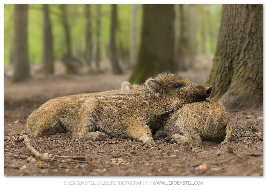 Wild-Zwijn-AH_V3Y0053