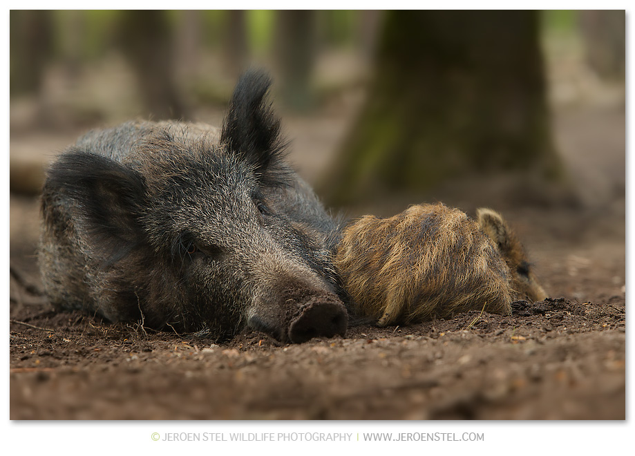 Wild-Zwijn-AH_V3Y0177