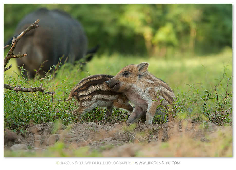 Wild-Zwijn-NPG_K3B2141