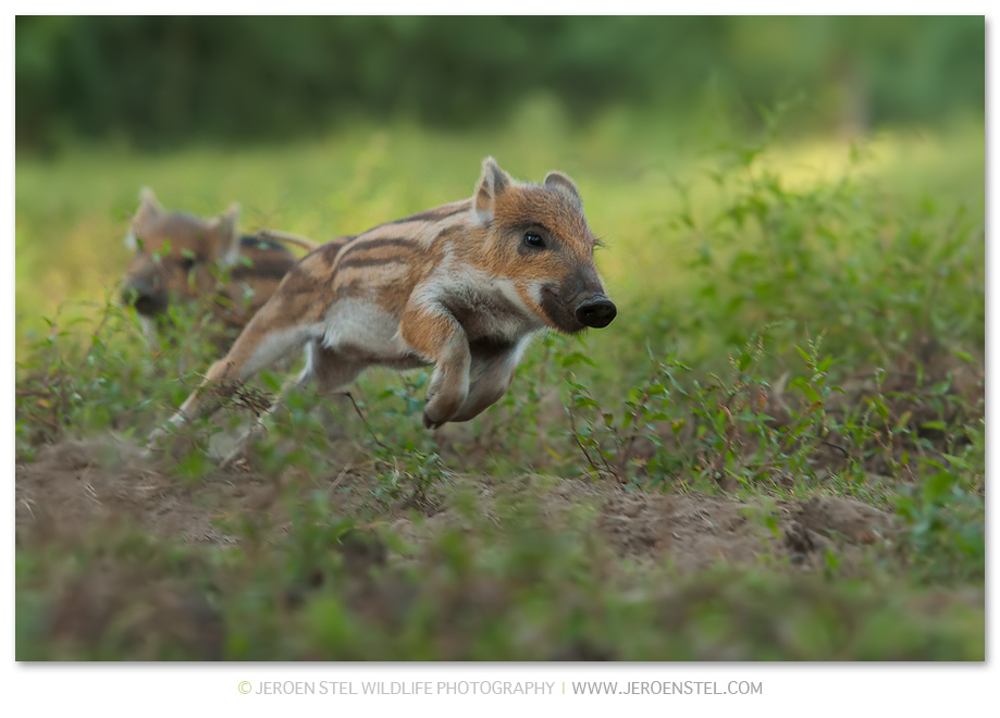 Wild-Zwijn-NPG_K3B2258