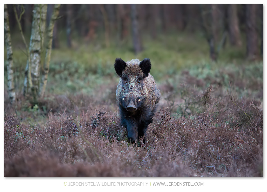 Wild-Zwijn-VW_QW6C0068