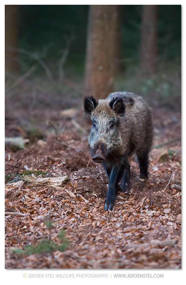 Wild-Zwijn-VW_QW6C9976