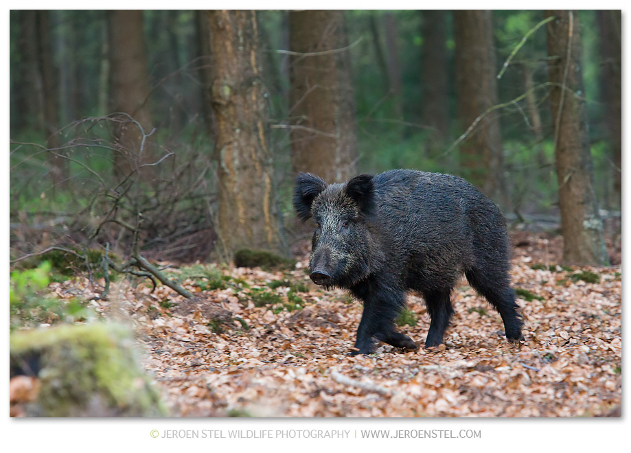 Wild-Zwijn-VW_V3Y0522
