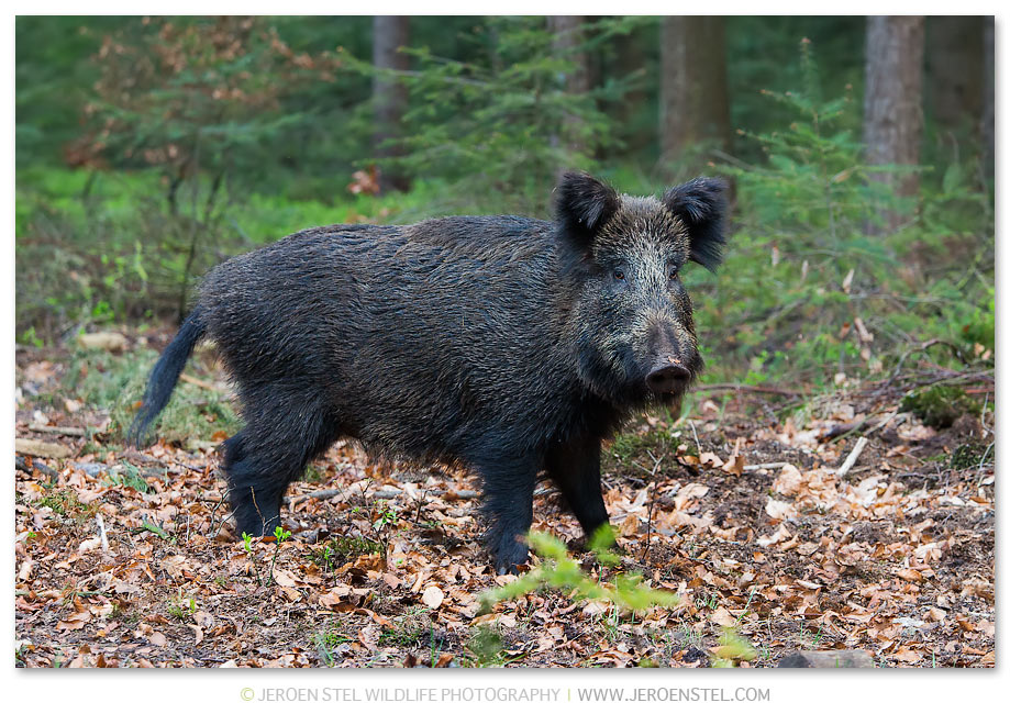 Wild-Zwijn-VW_V3Y0623