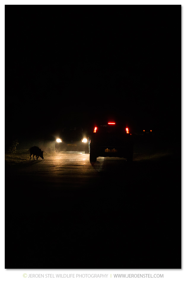 Wild-Zwijn-VW_V3Y1272