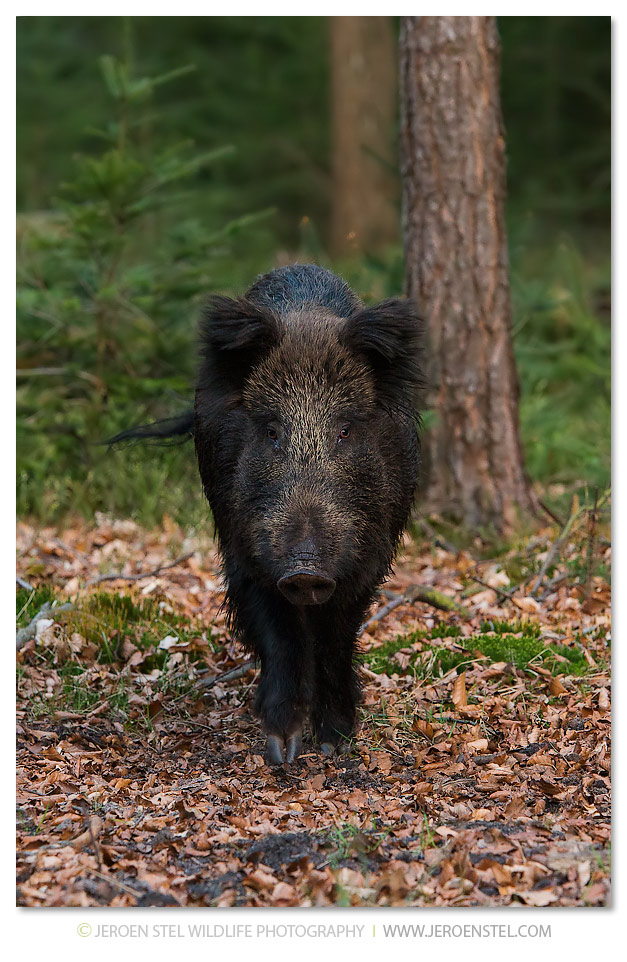 Wild-Zwijn-VW_V3Y6074