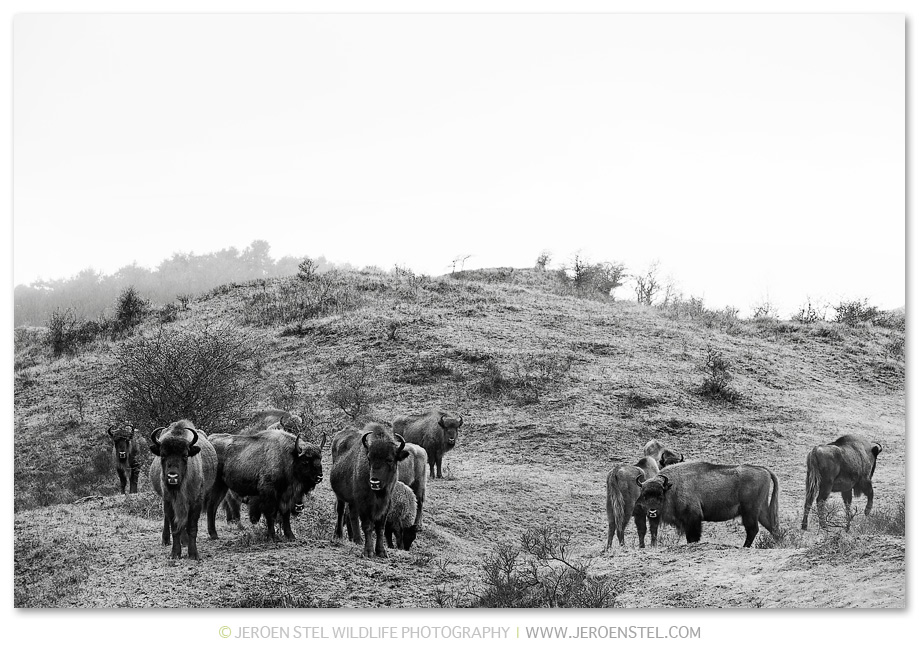 Wisent-KD_JSL6826-ZW