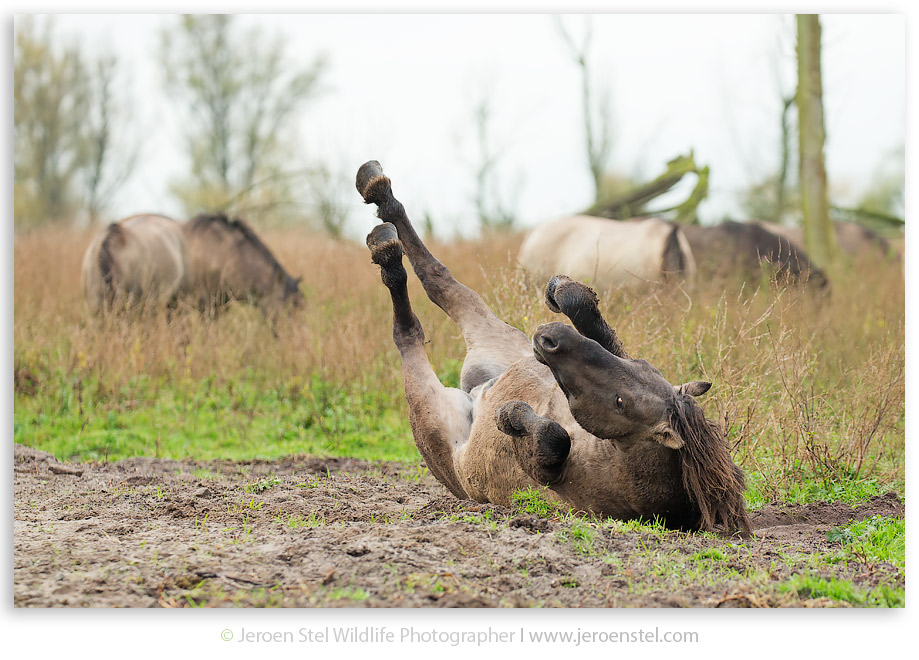 Konikpaard-OVP_JSL7476