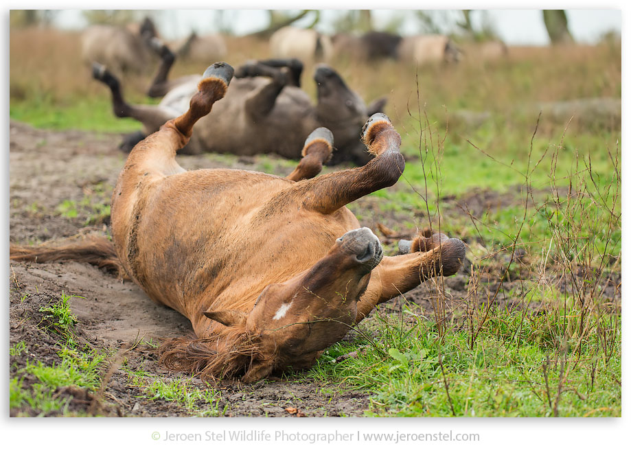 Konikpaard-OVP_JSL7494