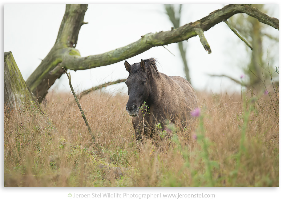 Konikpaard-OVP_JSL7642