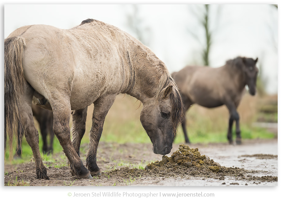 Konikpaard-OVP_JSL7832