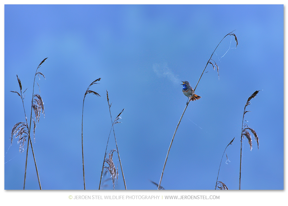 BLauwborst-in-de-mist-ZW-1