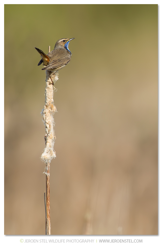 Blauwborst-NW_30I6283