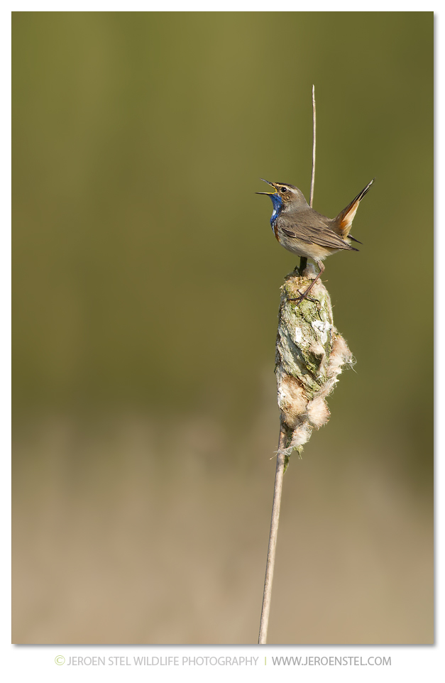 Blauwborst-NW_30I6290