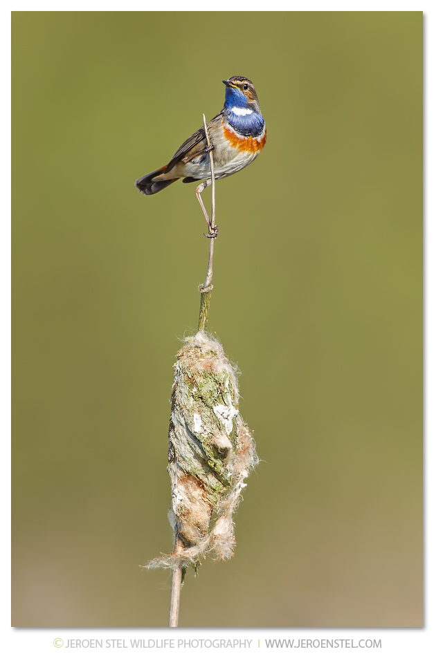 Blauwborst-NW_30I6389